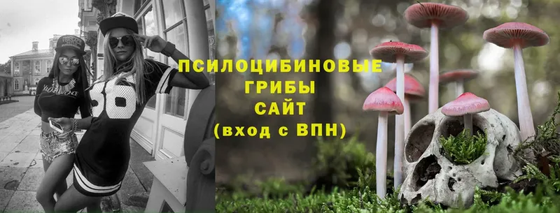 где можно купить наркотик  Кондрово  Галлюциногенные грибы Psilocybine cubensis 